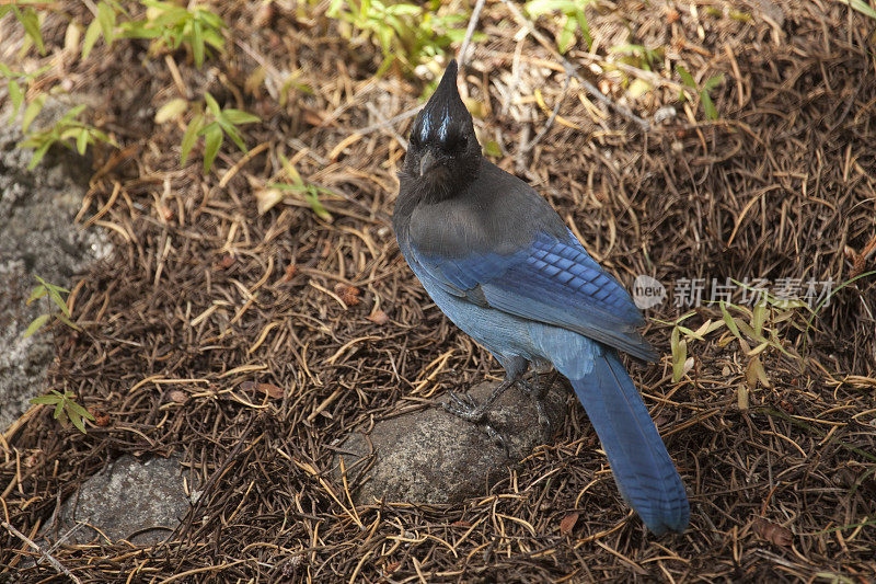 Steller's Jay栖息在松林拷贝空间